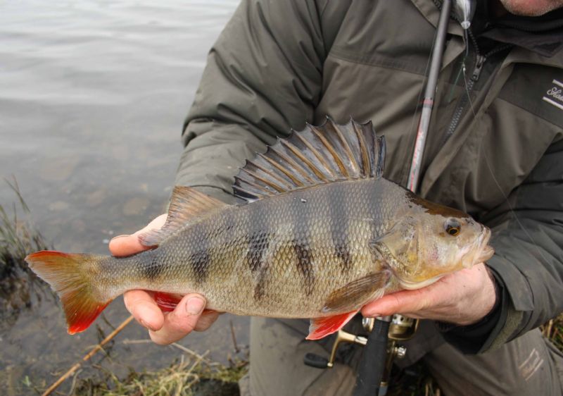 Shakespeare Agility Barbel Specimen Rod Perch deadbait
